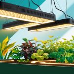 The Use of LED Lights in Horticulture and Indoor Gardening