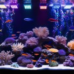 LED Lighting for Aquariums: Benefits for Marine Life and Display